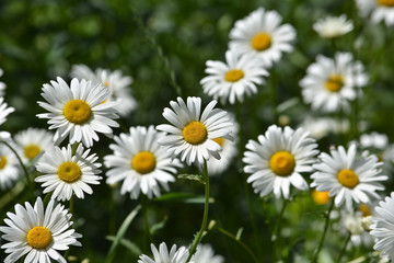 Daisies in a summer meadow.