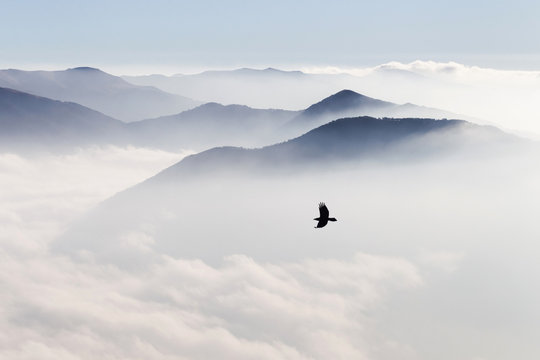 Fototapeta Silhouettes of mountains in the mist and bird flying