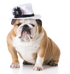 female dog wearing hat
