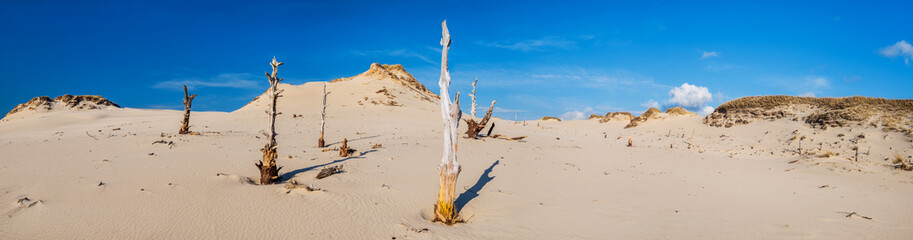 Fotografia panoramiczna, pustynia z uschniętymi drzewami © Anna Mazurowska