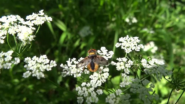 Mouche butinant des petites fleurs blanches.