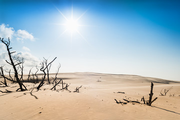Fototapeta na wymiar Słońce na pustyni - widok na uschnięte drzewa.