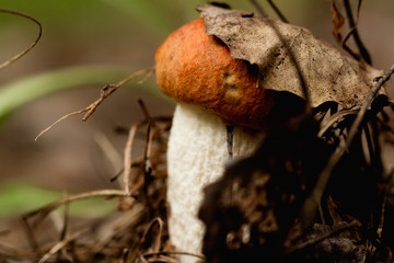 The young orange-cap boletus