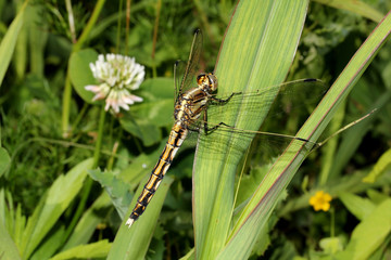 libellula (Orthetrum albistilum)
