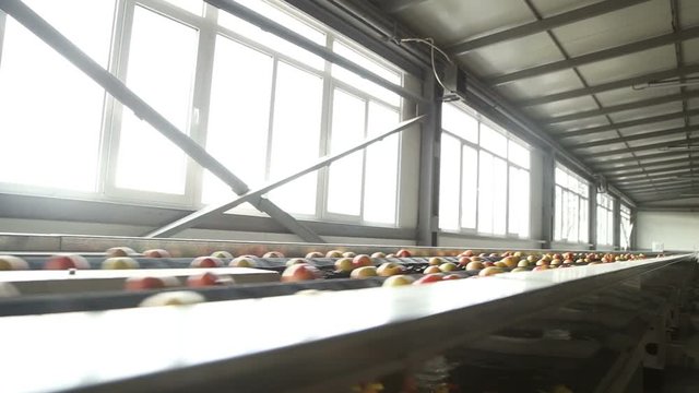Apples on a sorting table in a warehouse