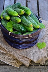 Fresh Cucumbers