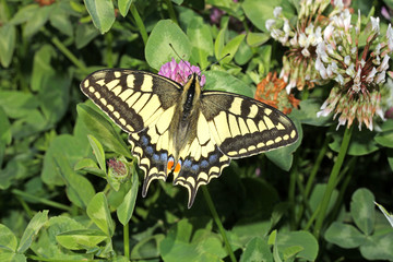 Fototapeta na wymiar macaone su trifoglio (Papilio machaon)