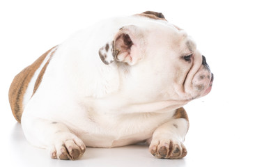 bulldog laying down