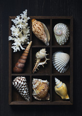Shadow box with collection of sea shells