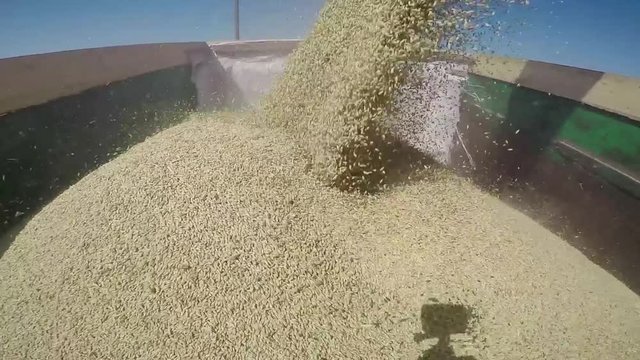 Khmelnitskiy, Ukraine - July 23: Modern John Deere combine harvesting grain in the field 
