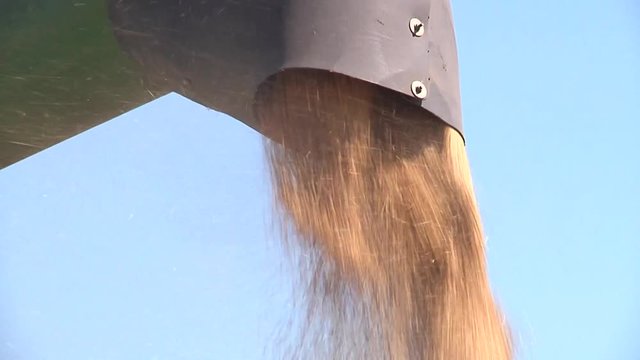 Modern combine harvesting grain in the field 