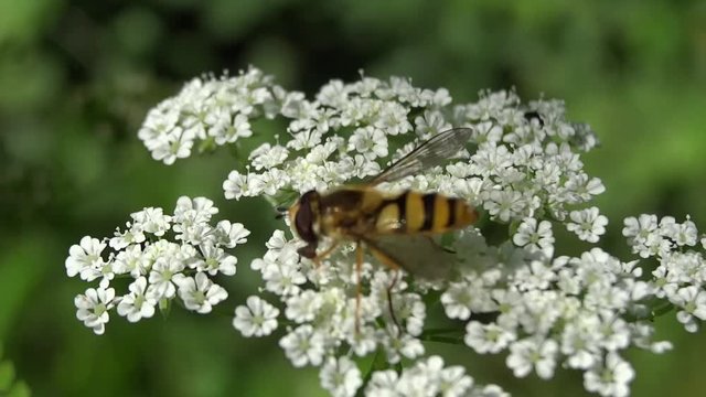 Syrphe butinant une fleur blanche.