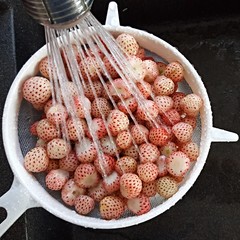 Pineberry
