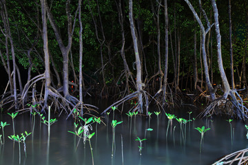 Mangrove trees of Railay Beach by night in Krabi, Thailand in the evening