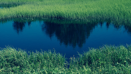 Fototapeta na wymiar Wetland with grass