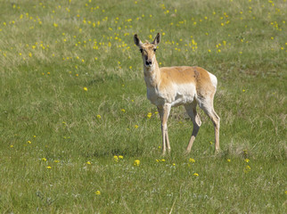 Naklejka na ściany i meble Pronghorn Antelope - Wyoming