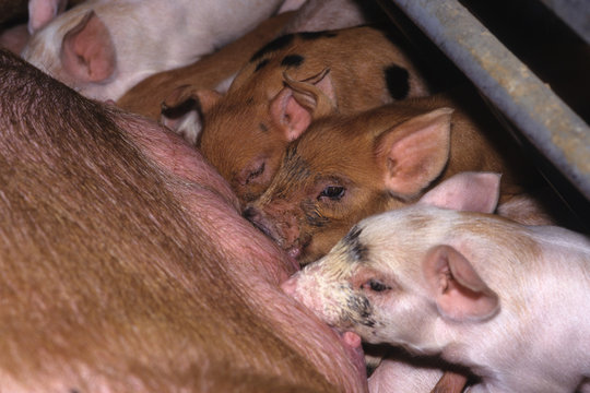 scrofa che allatta i maialini