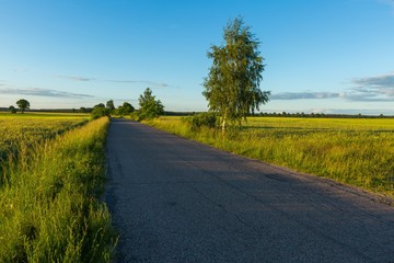 Beautiful fields with asphalt road