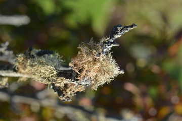Lichen covering Peach tree