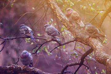 Pigeons on a branch