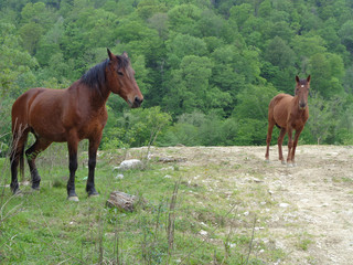 Конь и жеребенок на дороге около зеленого леса