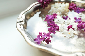 Fresh lilac flowers in metal bowl, closeup