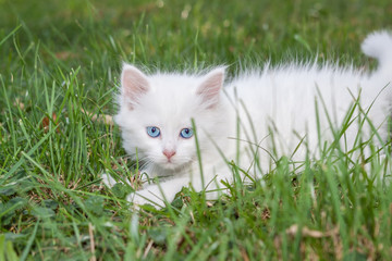 Naklejka na ściany i meble Playful kitten in the grass.