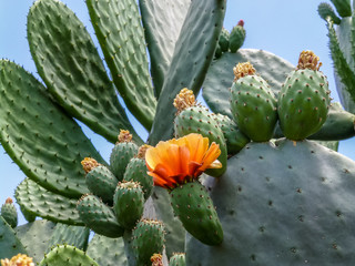 Figuier de Barbarie avec fruits et fleurs de cactus