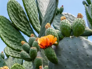 Crédence de cuisine en verre imprimé Cactus Figuier de Barbarie avec fruits et fleurs de cactus
