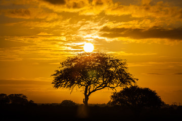 Fototapeta na wymiar Tree on sunset
