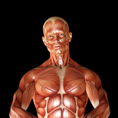 3d render of a male muscular anatomy