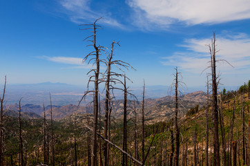 Naklejka premium Mt. Lemmon area, near Tucson, Arizona. The Aspen fire of 2003 destroyed much of this area including the small town of Summerhaven