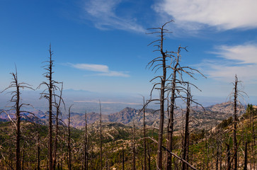 Mt. Lemmon area, near Tucson, Arizona. The Aspen fire of 2003 destroyed much of this area including...