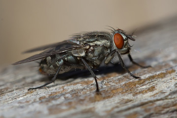 Fly closeup