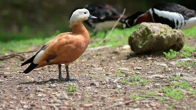 Ruddy shelduck