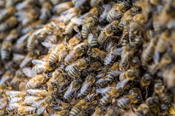 Swarm of bees on the beehive