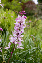 Diptam (Dictamnus Albus)