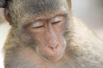 サルのポートレート
