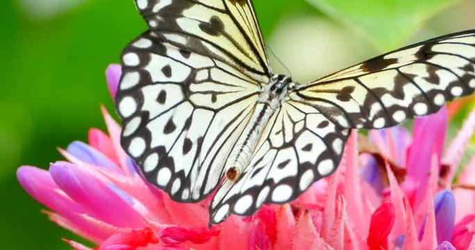 4K Butterfly Drinking from Tropical Flower, Macro Closeup