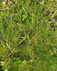 green background composed of blades of grass