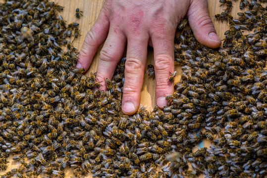 Hand of beekeeper in the swarm