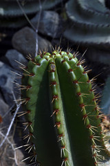 Cactus en las rocas