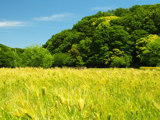 麦秋の里山風景