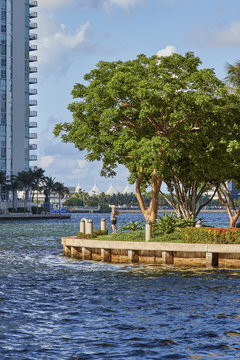 Man under tree on Brickell Key Miami