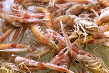 Close up of scampi