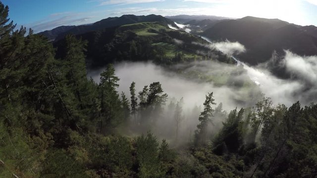 Aerial view over pine forest of Whanganui River covered in early morning fog, New Zealand 
