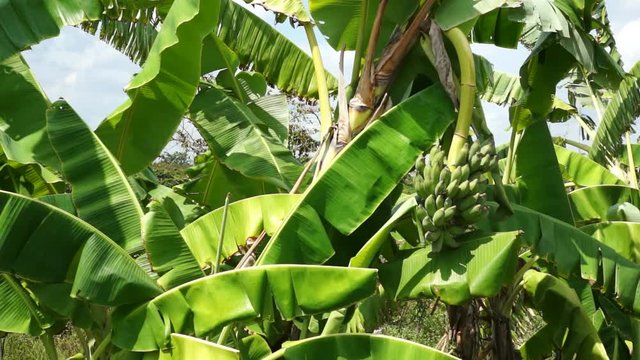 Bunch of green bananas hanging down on banana tree. Leafs waving in the wind.