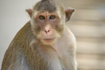 サルのポートレート
