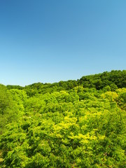 Fototapeta na wymiar 初夏の森と青空