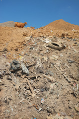 Cows graze on toxic garbage and contaminated land at a highly polluted landfill site in Bali, Indonesia.The site - the biggest on Bali - is vulnerable to leachate infiltration and tidal invasion.
